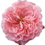 Mayra Roses de jardin d'Equateur Ethiflora